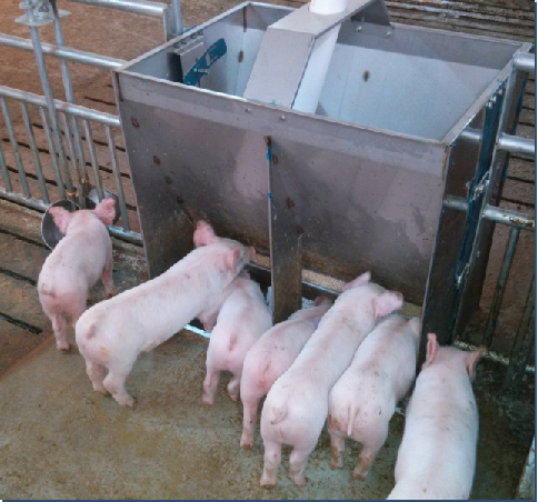 Stainless Steel Double Side Fe - Agriculture Farming Livestock reseña y precio