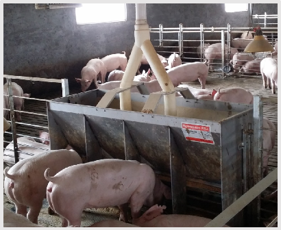 Stainless Steel Double Side Fe - Agriculture Farming Livestock reseña y precio
